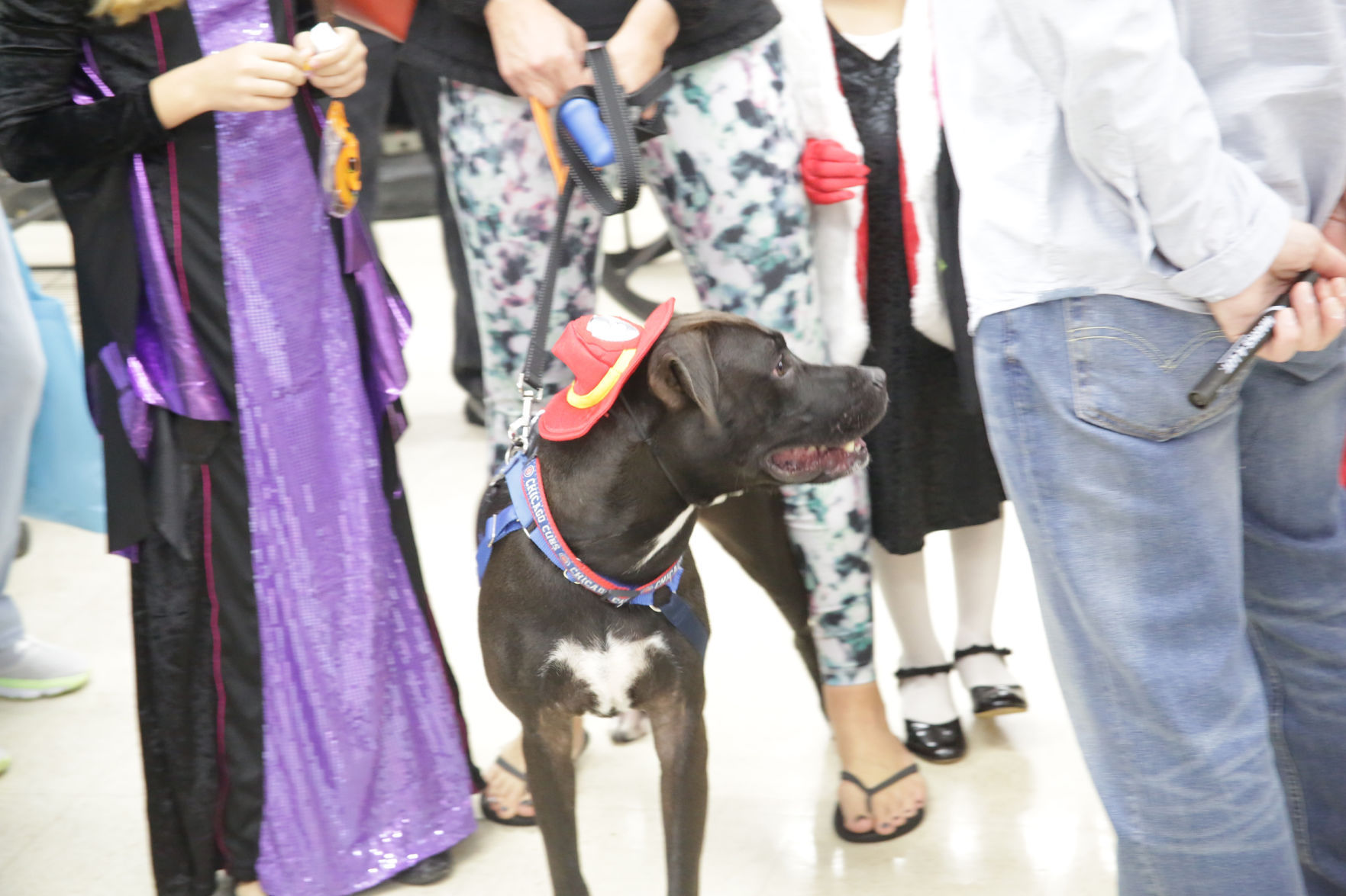 Humane Indiana opens at Alsip_0820.JPG